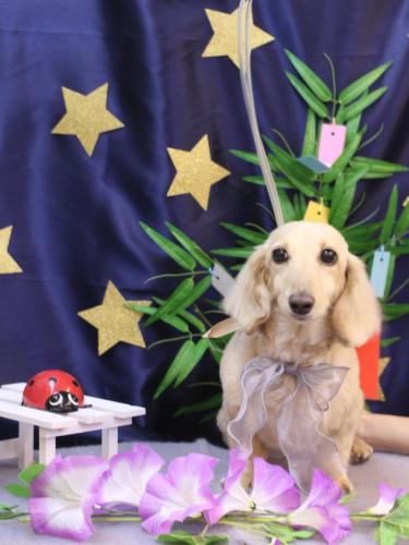 20230713きなこちゃん